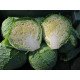 Семена капусты савойской Морама F1 /2.500 семян/ *Rijk Zwaan*