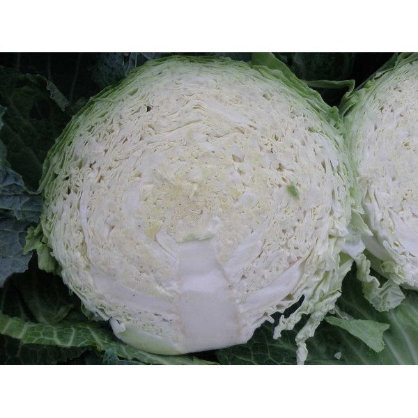 Семена капусты савойской Морама F1 /2.500 семян/ *Rijk Zwaan*