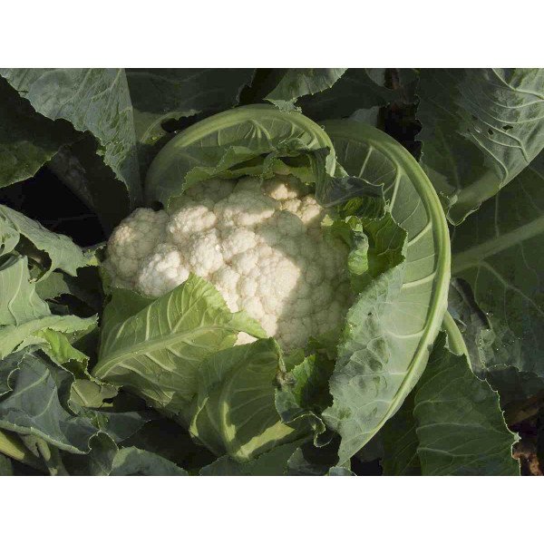 Насіння капусти цвітної Гудмен /2.500 насінин/ *Bejo Zaden*