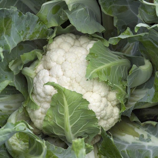 Насіння капусти цвітної Каспер F1 /1.000 насінин/ *Rijk Zwaan*