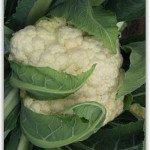 Капуста цветная Кристалина F1 /1.000 семян/ *Tezier*