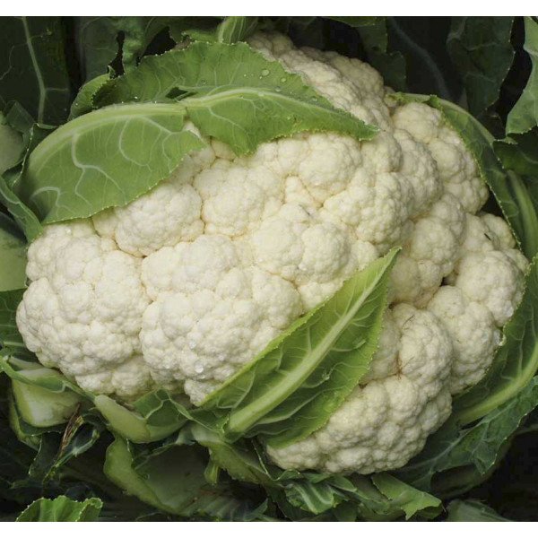 Насіння капусти цвітної Матін F1 /1.000 насінин/ *Tezier*