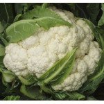 Капуста цвітна Матін F1 /2.500 насінин/ *Tezier*