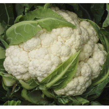 Капуста цветная Матин F1 /2.500 семян/ *Tezier*