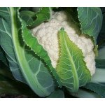 Капуста цвітна Міньйон F1 /1.000 насінин/ *Tezier*