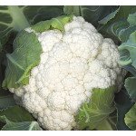 Капуста цветная Опал /1.000 семян/ *Rijk Zwaan*