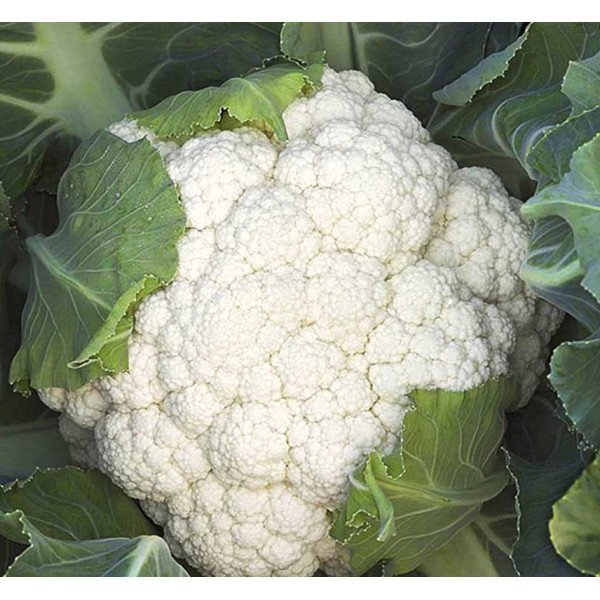 Семена капусты цветной Опал /1.000 семян/ *Rijk Zwaan*