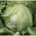 Капуста цвітна Сантамарія F1 /1.000 насінин/ *Rijk Zwaan*