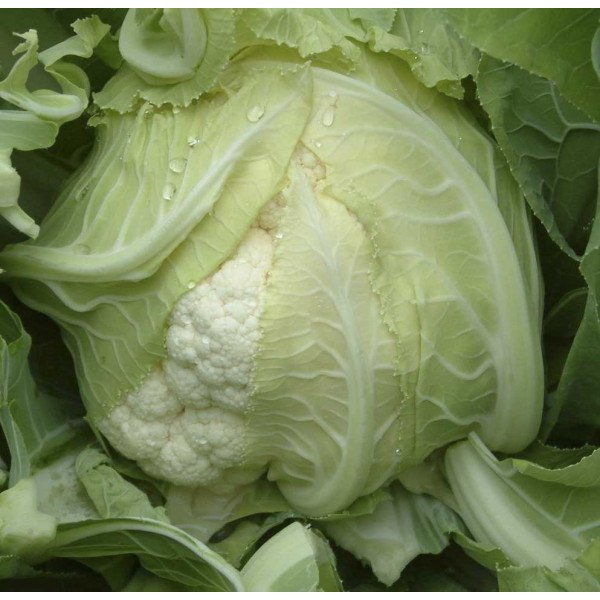 Насіння капусти цвітної Сантамарія F1 /1.000 насінин/ *Rijk Zwaan*