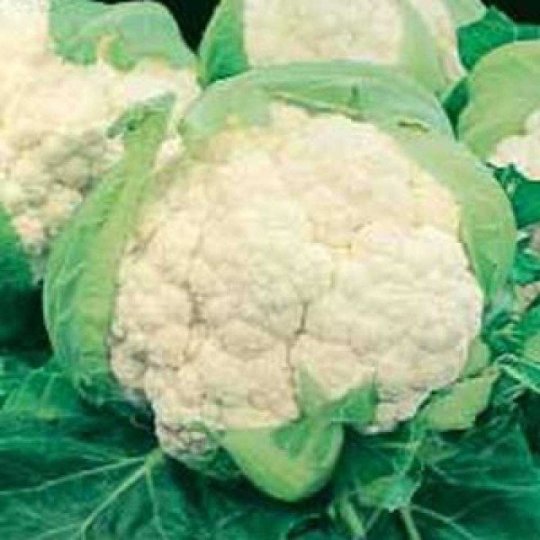 Насіння капусти цвітної Скайвокер F1 /2.500 насінин/ *Bejo Zaden*