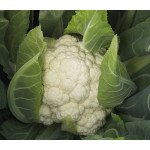 Капуста цвітна Фарго F1 /1.000 насінин/ *Bejo Zaden*