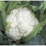Капуста цветная Шамборд F1 /1.000 семян/ *Rijk Zwaan*