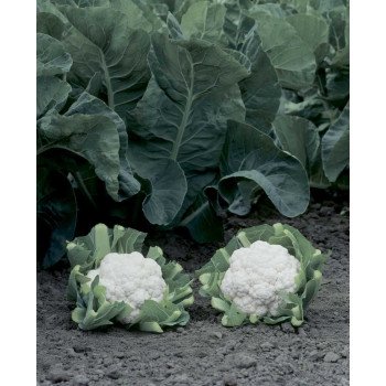Капуста цветная Шамборд F1 /1.000 семян/ *Rijk Zwaan*