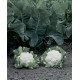 Насіння капусти цвітної Шамборд F1 /1.000 насінин/ *Rijk Zwaan*
