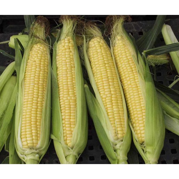 Насіння кукурудзи цукрової Санданс F1 /20 кг насіння/ *Tezier*