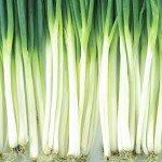 Лук на перо Винтер Сильвер /10.000 семян/ *Nong Woo Bio*