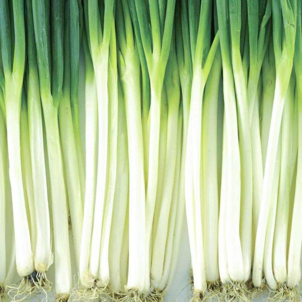 Семена лука на перо Винтер Сильвер /10.000 семян/ *Nong Woo Bio*
