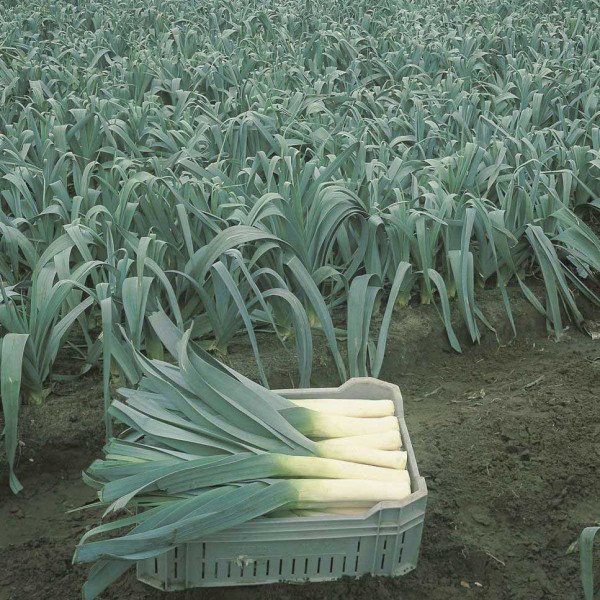 Насіння цибулі-порею Голіас /10 г/ *Rijk Zwaan*