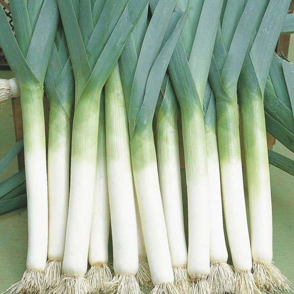 Насіння цибулі-порею Голіас /10 г/ *Rijk Zwaan*