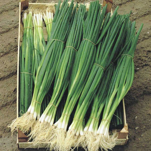 Семена лука батун Параде /10.000 семян/ *Bejo Zaden*