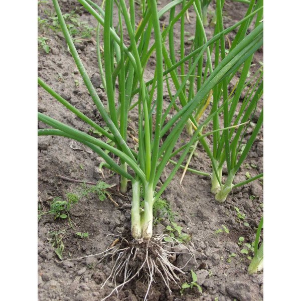 Семена лука батун Параде /10.000 семян/ *Bejo Zaden*