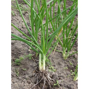 Цибуля батун Параде /250.000 насінин/ *Bejo Zaden*