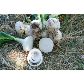 Цибуля Вайт Меджік F1 /100.000 насінин/ *United Genetics*