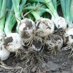 Цибуля Вайт Меджік F1 /100.000 насінин/ *United Genetics*