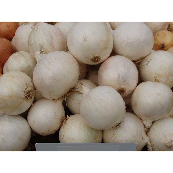 Семена лука Гледстоун /10.000 семян/ *Bejo Zaden*