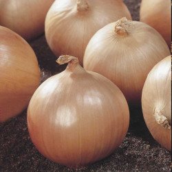 Цибуля Дайтона F1 /10.000 насінин/ *Bejo Zaden*