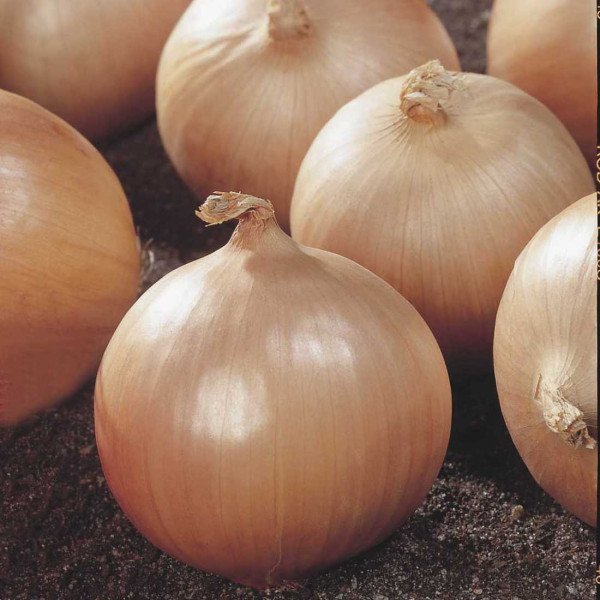 Семена лука Дайтона F1 /10.000 семян/ *Bejo Zaden*