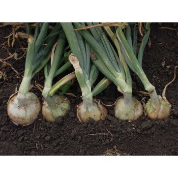 Лук Дайтона F1 /250.000 семян/ *Bejo Zaden*