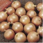 Цибуля Денсіті /1 кг насіння/ *Anseme*