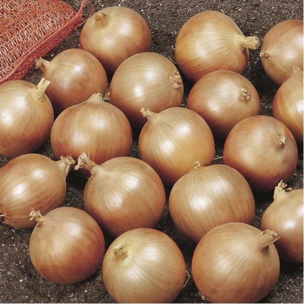 Семена лука Дэнсити /1 кг семян/ *Anseme*