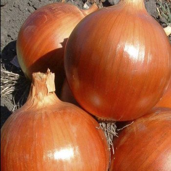 Лук Копер Бол F1 /100.000 семян/ *United Genetics*