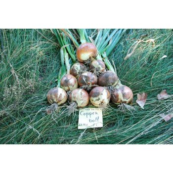 Лук Копер Бол F1 /100.000 семян/ *United Genetics*