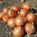 Цибуля Копер Стар F1 /100.000 насінин/ *United Genetics*