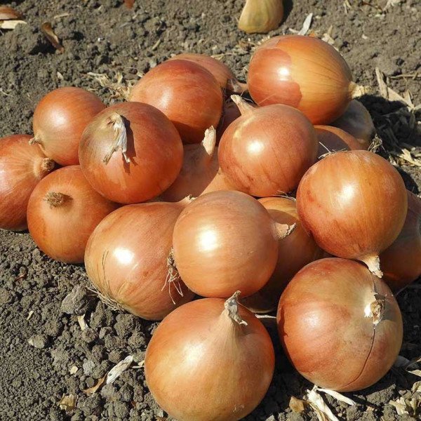 Семена лука Копер Стар F1 /100.000 семян/ *United Genetics*