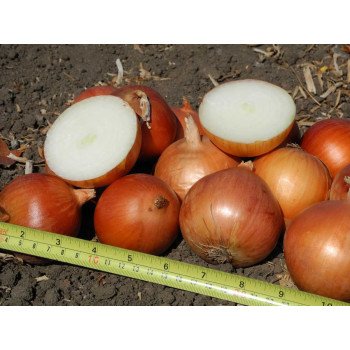 Лук Копер Стар F1 /100.000 семян/ *United Genetics*