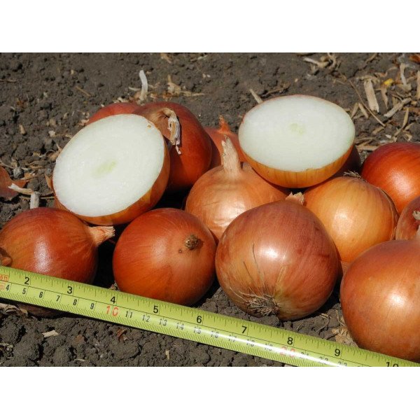 Семена лука Копер Стар F1 /100.000 семян/ *United Genetics*