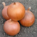 Лук Пандеро F1 /100.000 семян/ *Nunhems Zaden*