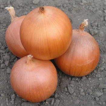 Лук Пандеро F1 /100.000 семян/ *Nunhems Zaden*