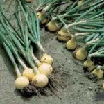 Цибуля Радар /250.000 насінин normal seeds/ *Bejo Zaden*