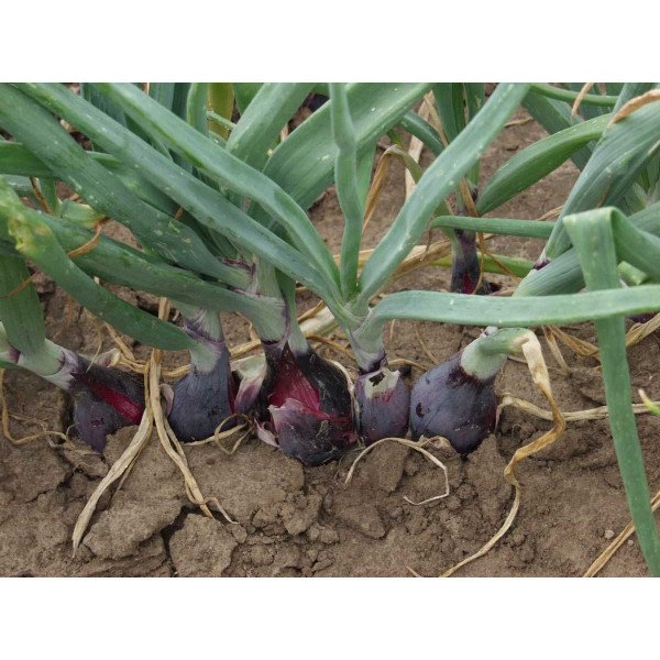 Насіння цибулі Ред барон /10.000 насінин/ *Bejo Zaden*