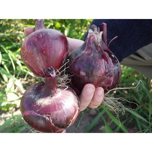 Насіння цибулі Ред барон /250.000 насінин/ *Bejo Zaden*