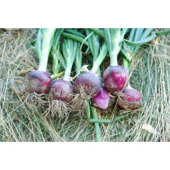 Лук Рэд Рок F1 /100.000 семян/ *United Genetics*