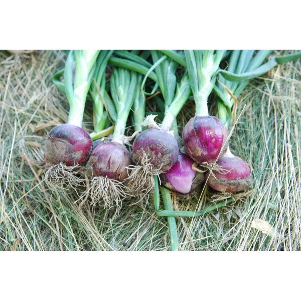 Семена лука Рэд Рок F1 /100.000 семян/ *United Genetics*