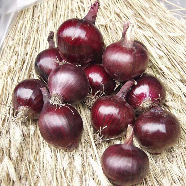 Насіння цибулі Робін /250.000 насінин/ *Bejo Zaden*