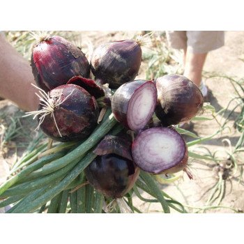 Лук Робин /250.000 семян/ *Bejo Zaden*