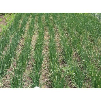 Лук Тамара F1 /10.000 семян/ *Bejo Zaden*